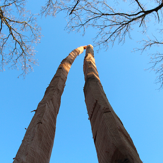 Birckenbach/wald